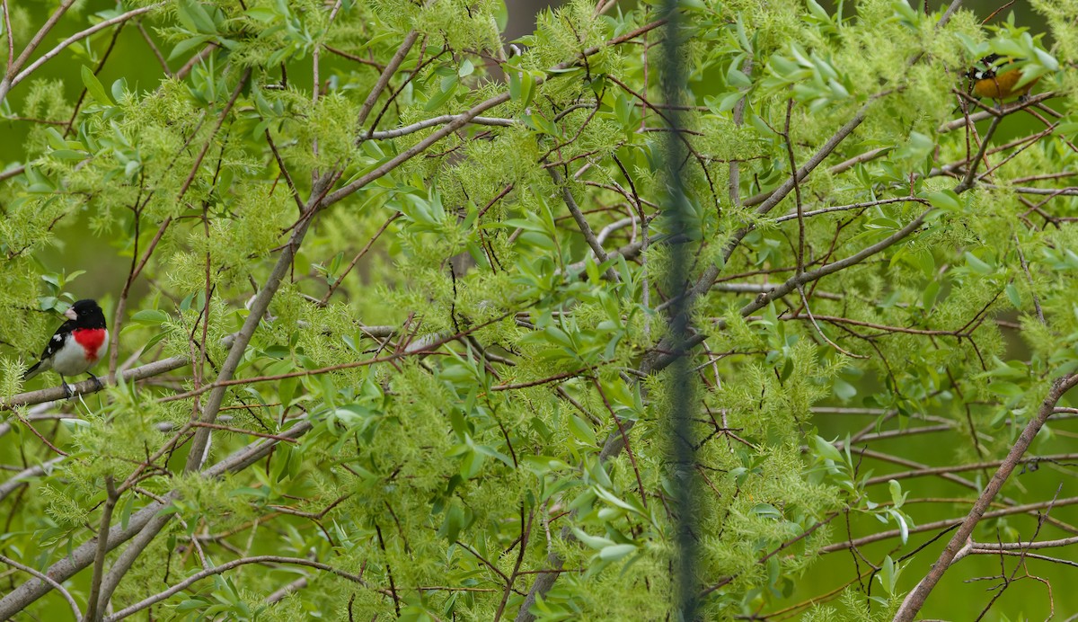 Rose-breasted Grosbeak - ML632451079