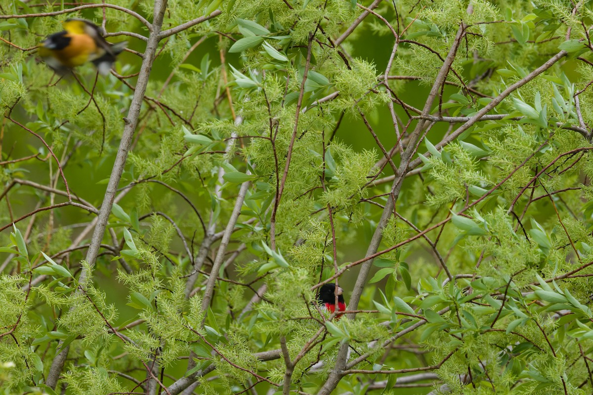 Rose-breasted Grosbeak - ML632451083