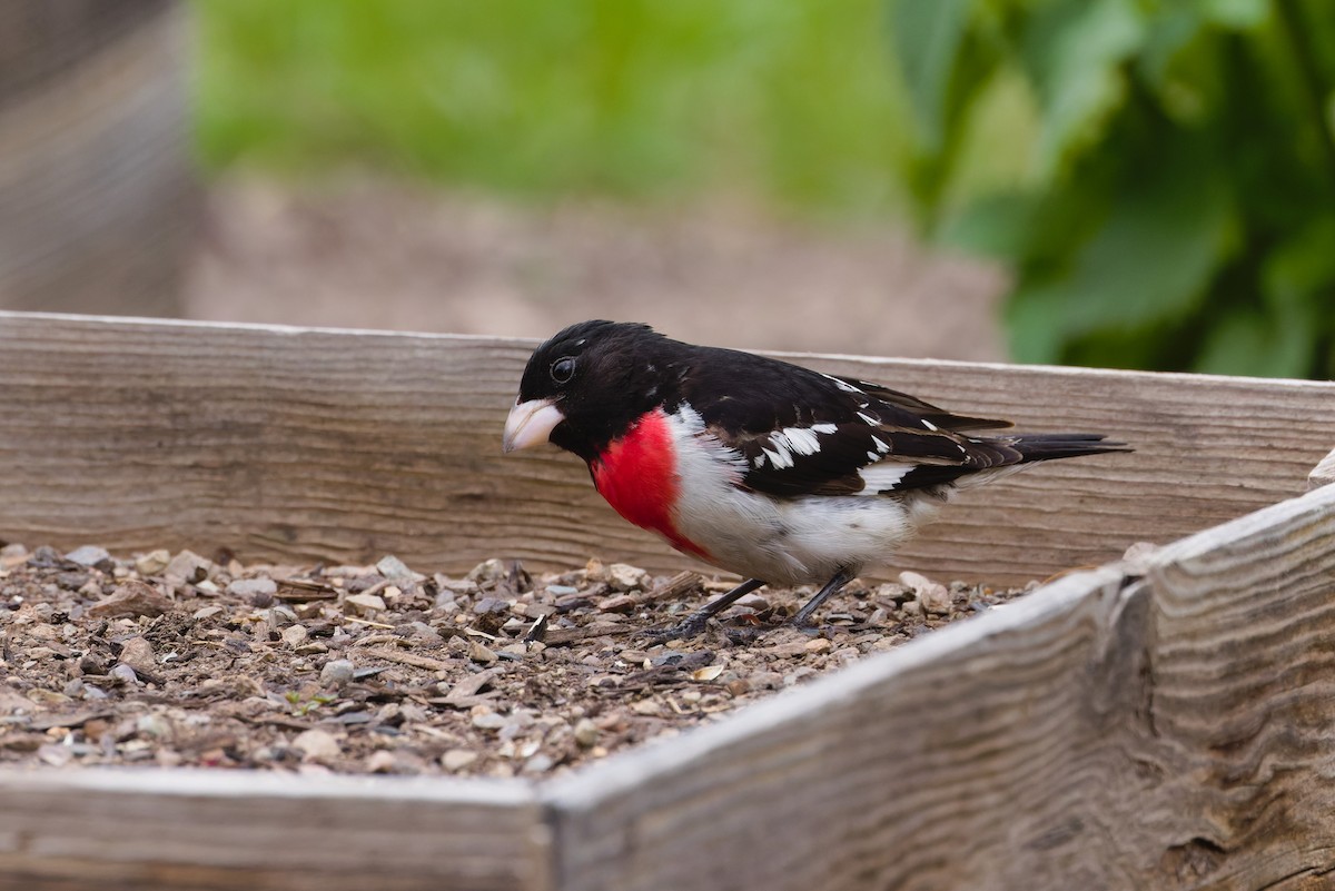 Rose-breasted Grosbeak - ML632451134