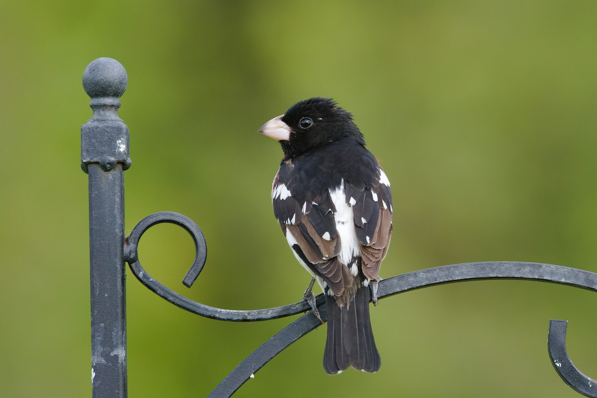 Rose-breasted Grosbeak - ML632451161