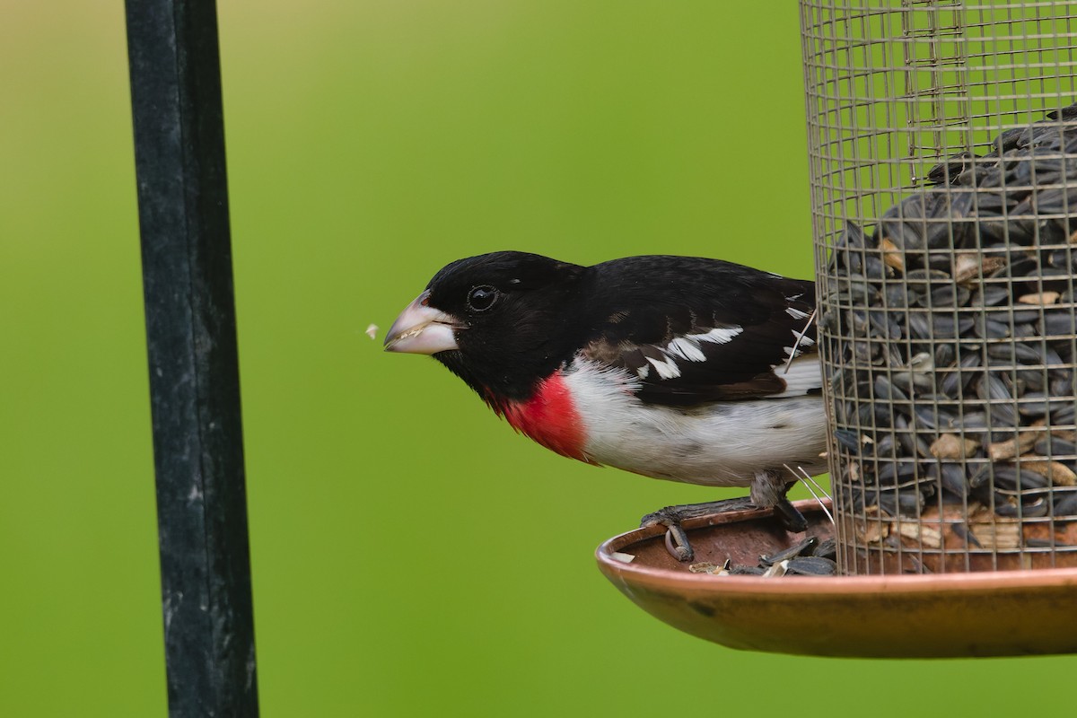Rose-breasted Grosbeak - ML632451177