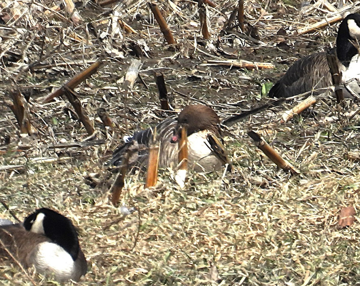 Pink-footed Goose - ML632451298