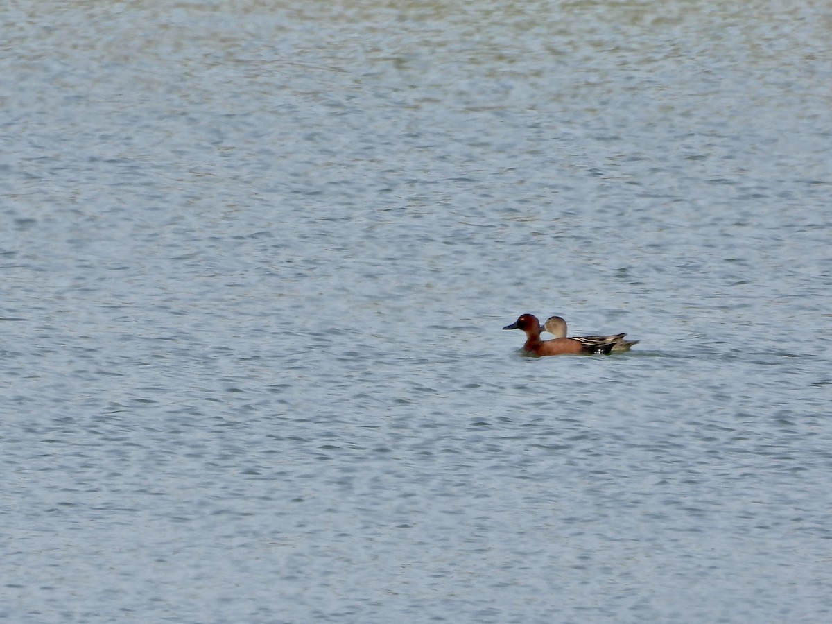 Cinnamon Teal - ML632451345