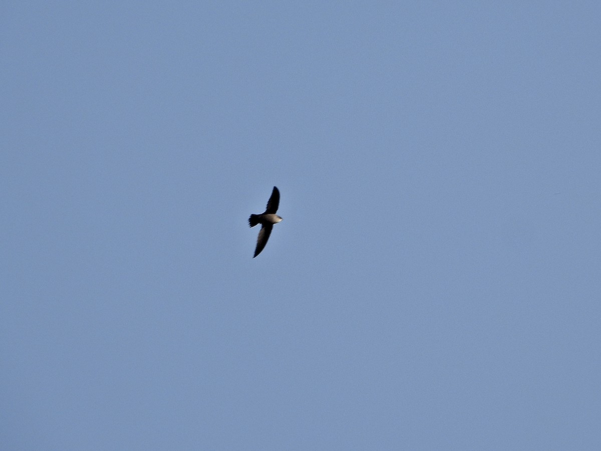 Chimney Swift - ML632451354