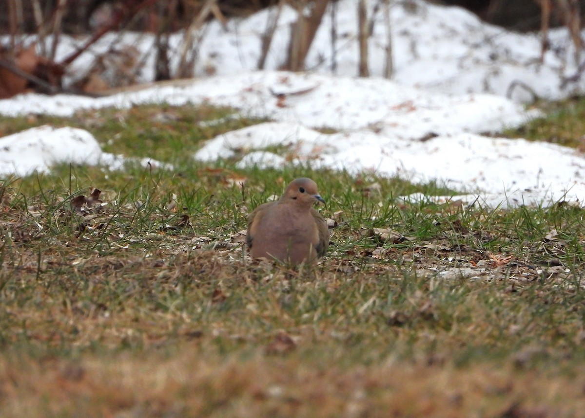 Mourning Dove - ML632451514
