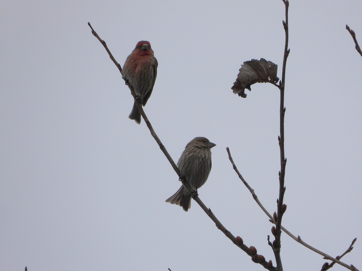 House Finch - ML632451587