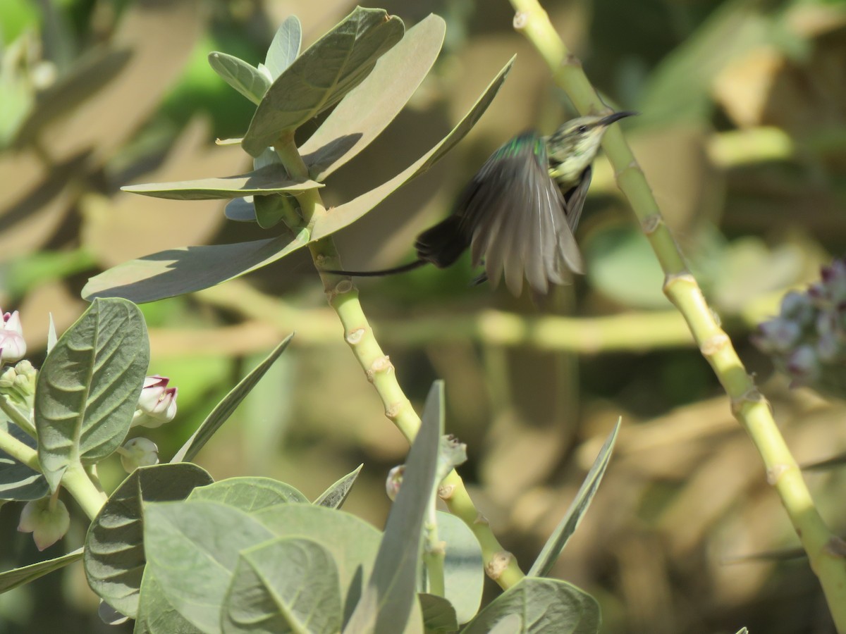 Nile Valley Sunbird - ML632451707