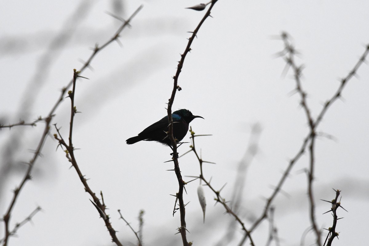 Tsavo Sunbird - ML632451770
