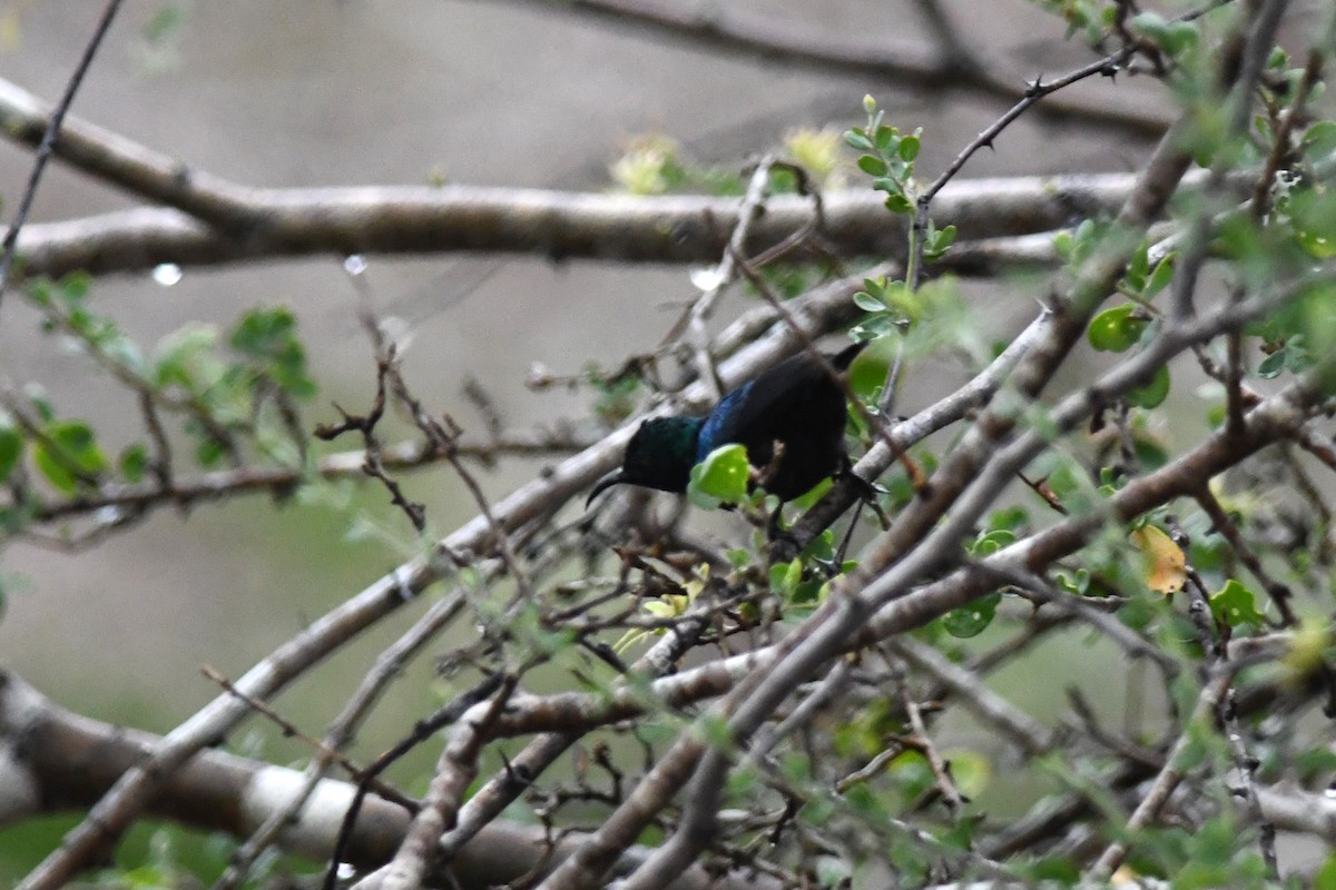 Tsavo Sunbird - ML632451771