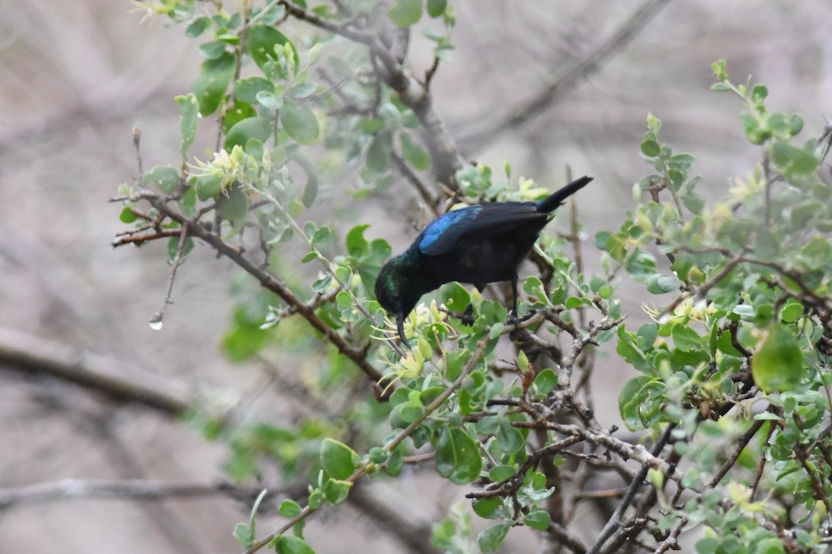 Tsavo Sunbird - ML632451776