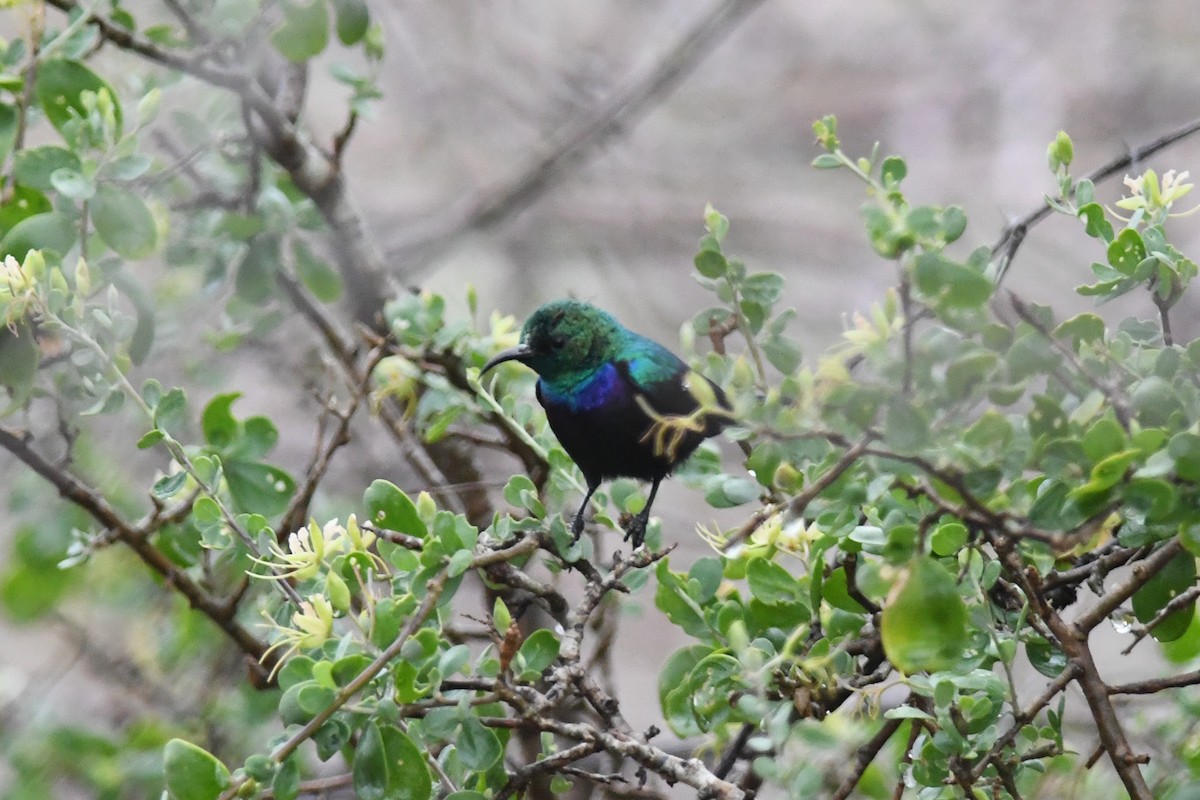 Tsavo Sunbird - ML632451777