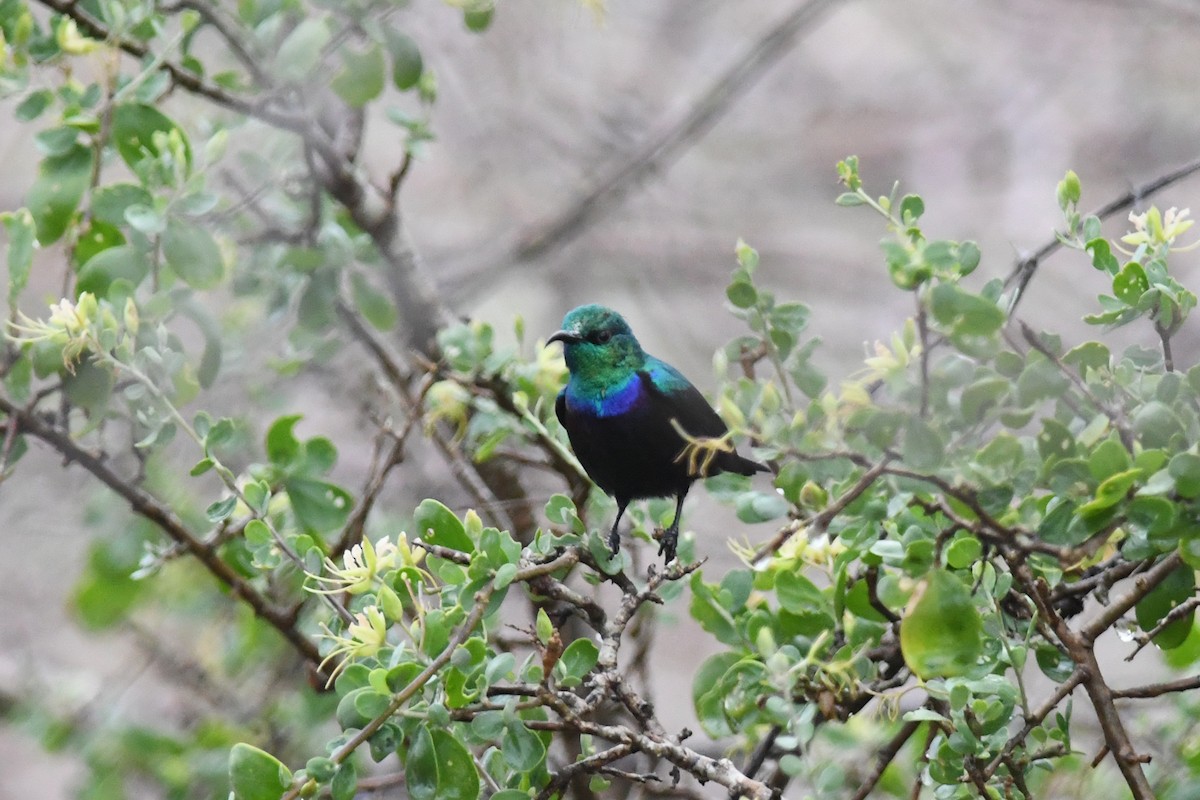 Tsavo Sunbird - ML632451780