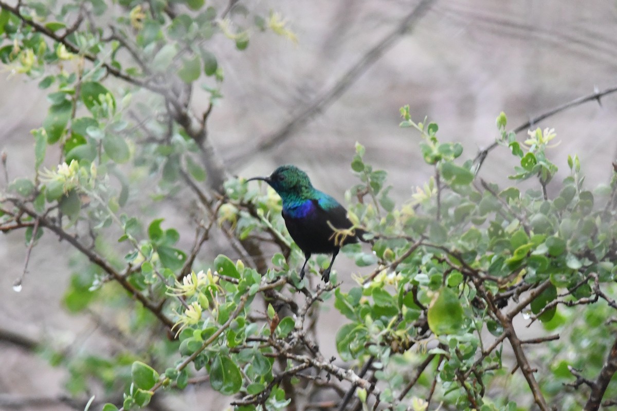 Tsavo Sunbird - ML632451794
