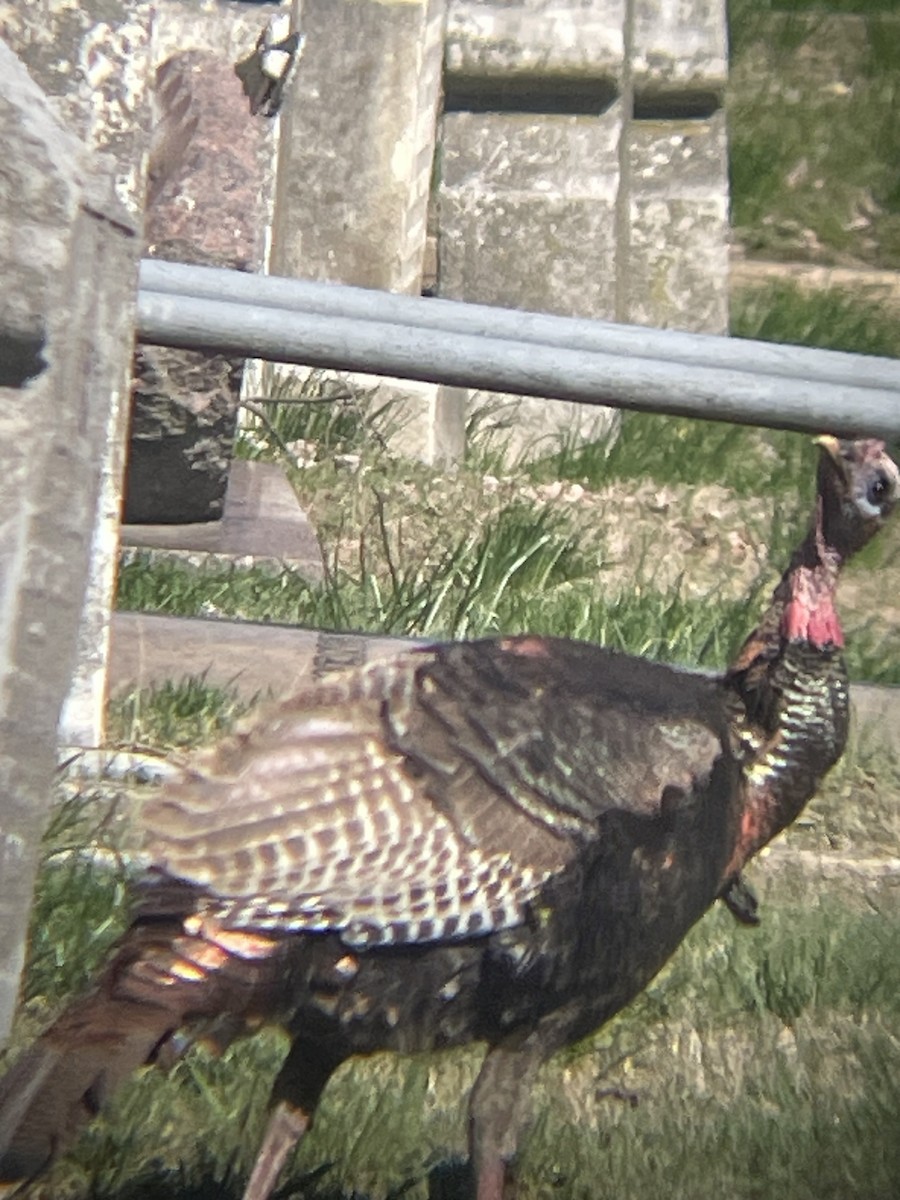 Wild Turkey - ML632451989