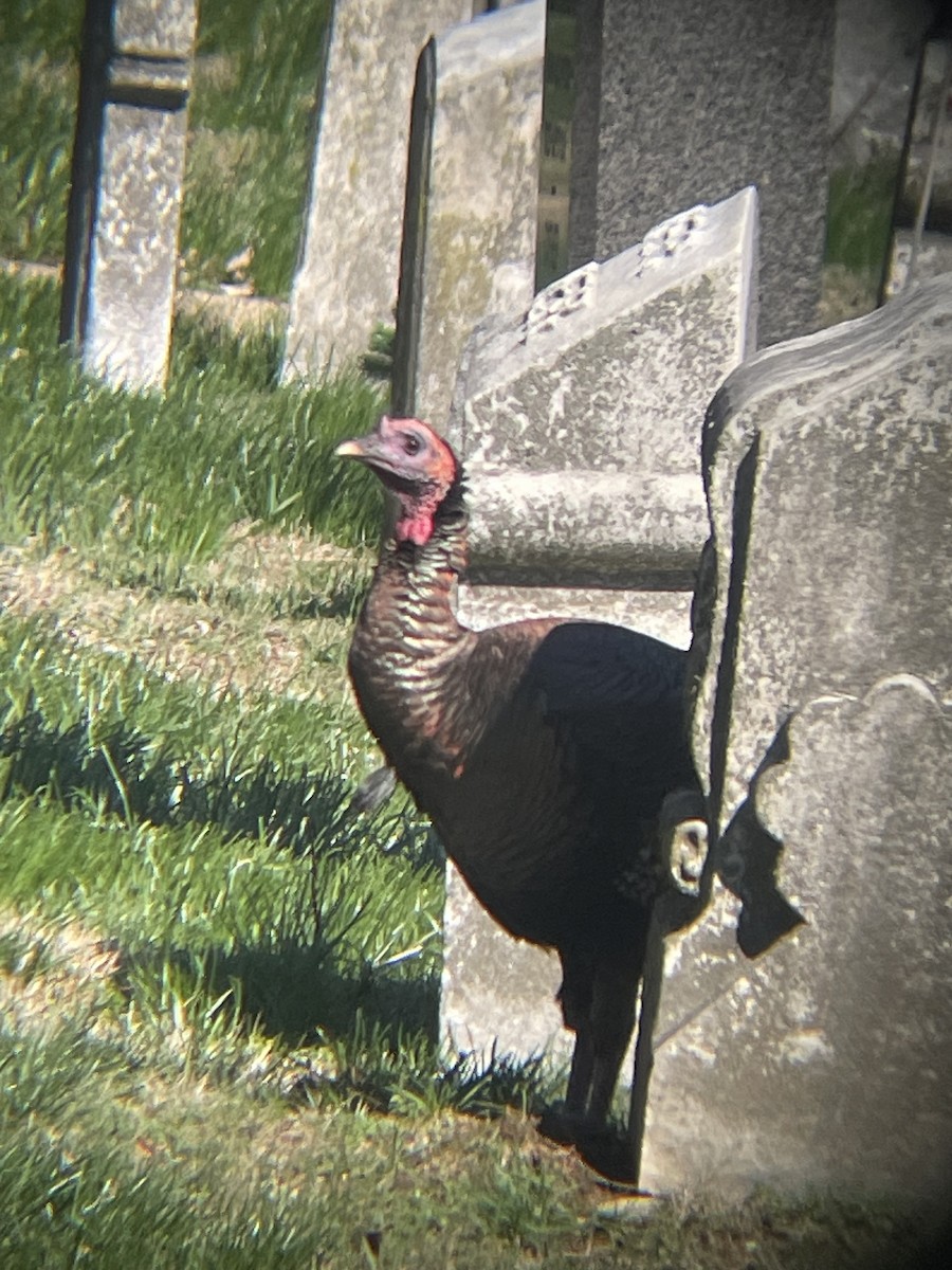 Wild Turkey - ML632451990