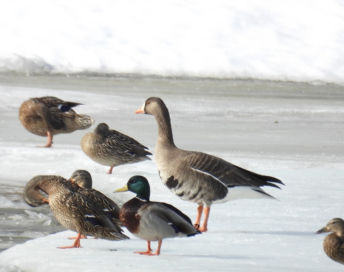Greater White-fronted Goose - ML632452022