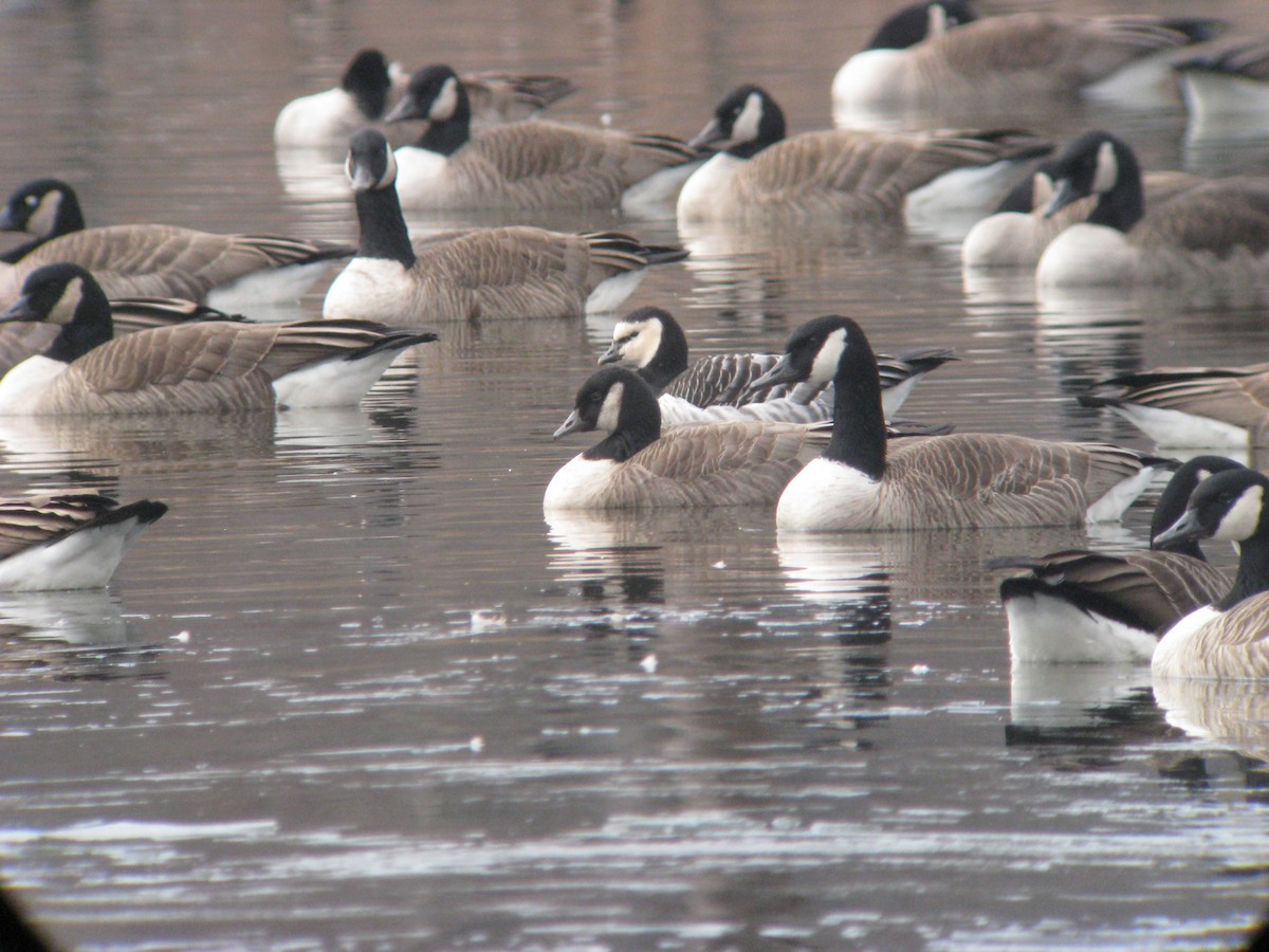 Barnacle Goose - ML632452057