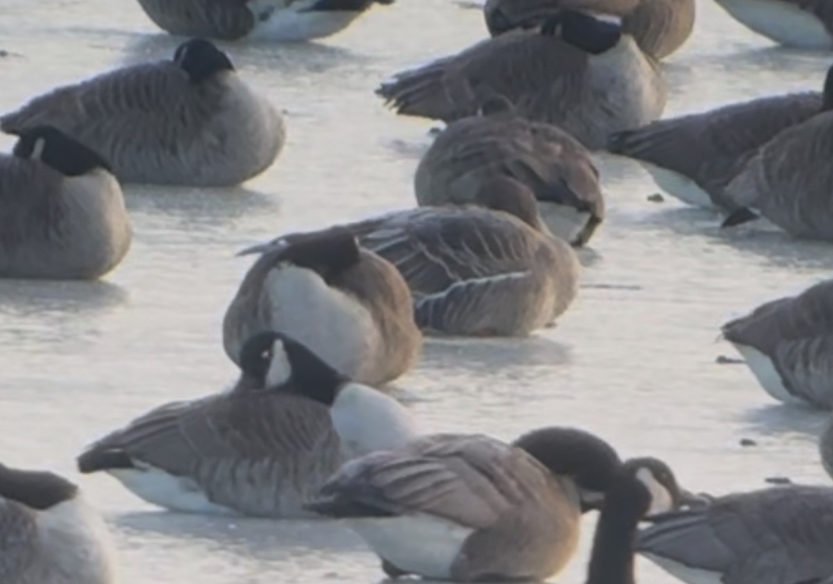 凍原豆雁 - ML632452193