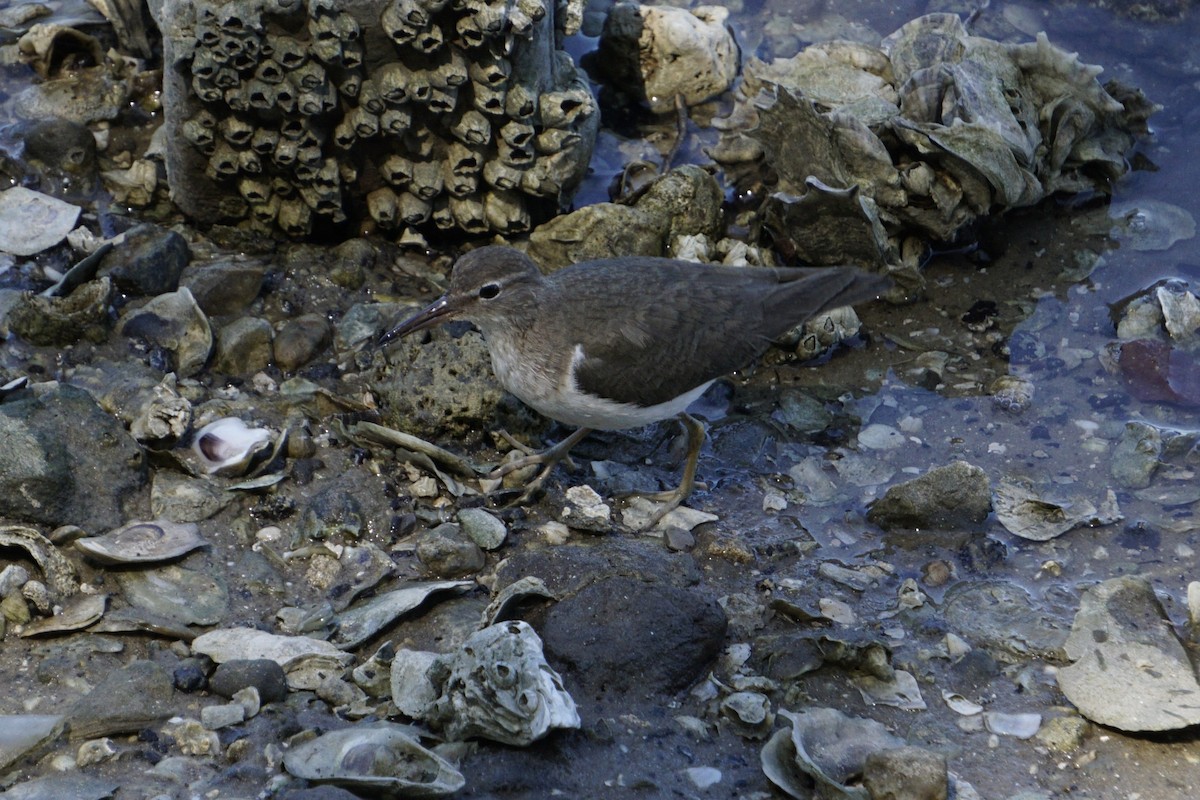 pisík americký - ML632452244