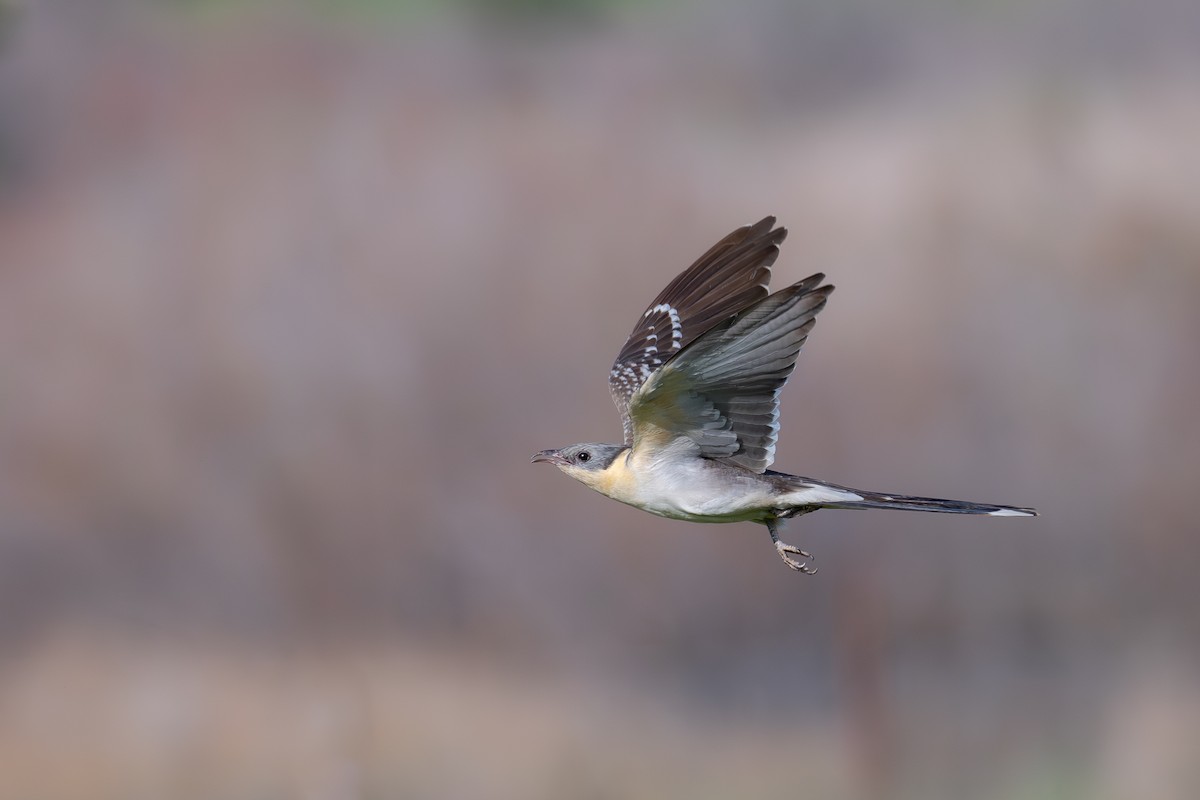 Зозуля чубата - ML632452289