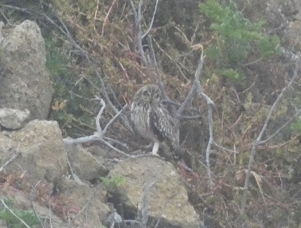 Short-eared Owl - ML632452309