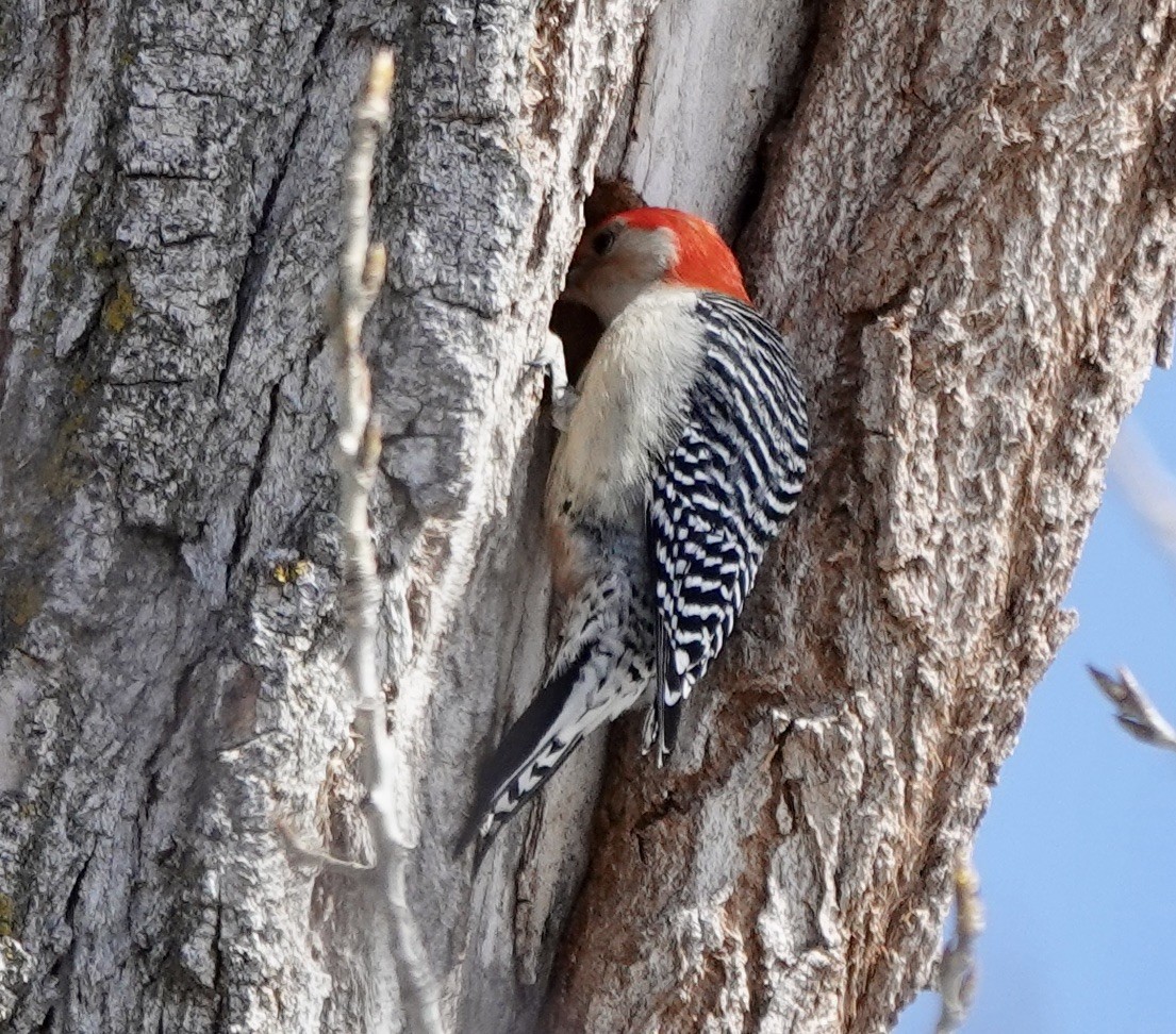 Red-bellied Woodpecker - ML632452519