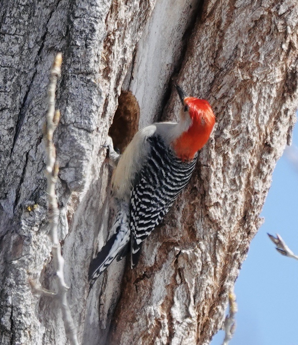 Red-bellied Woodpecker - ML632452533