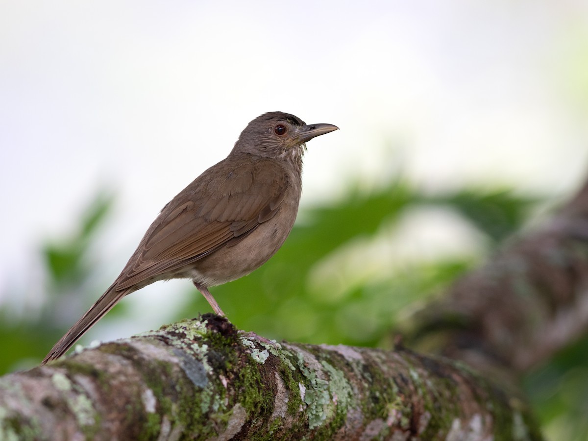 Pale-breasted Thrush - ML632452609
