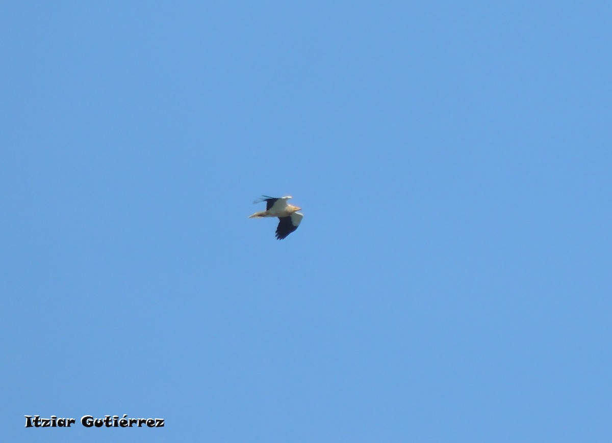 Egyptian Vulture - ML632453069