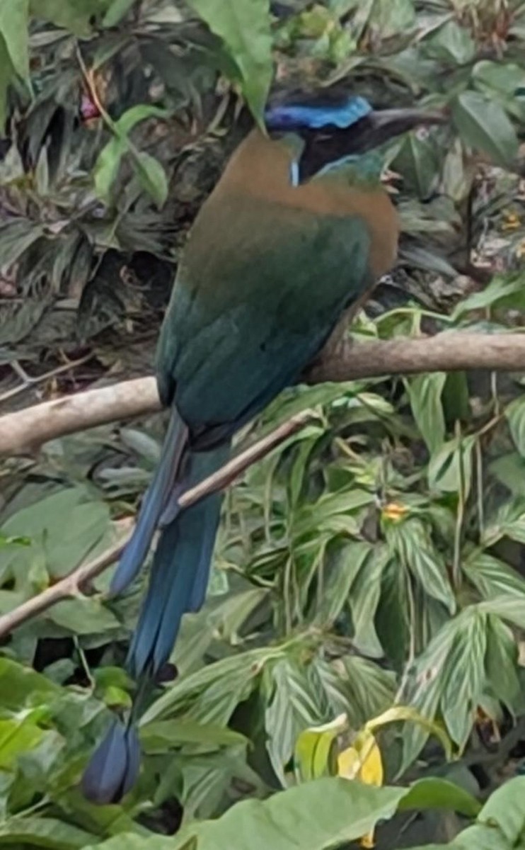 diademmotmot - ML632453080