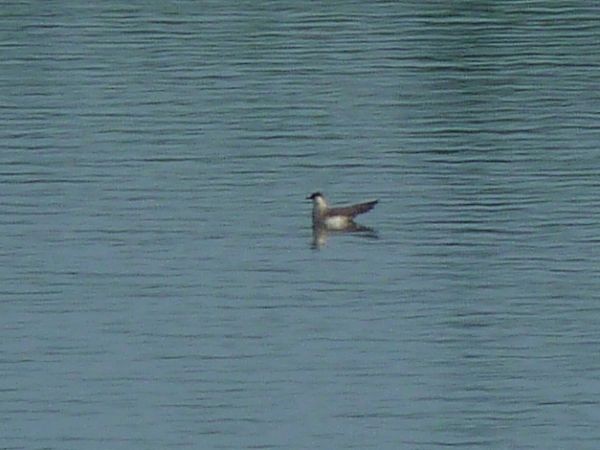 Parasitic Jaeger - ML632453866