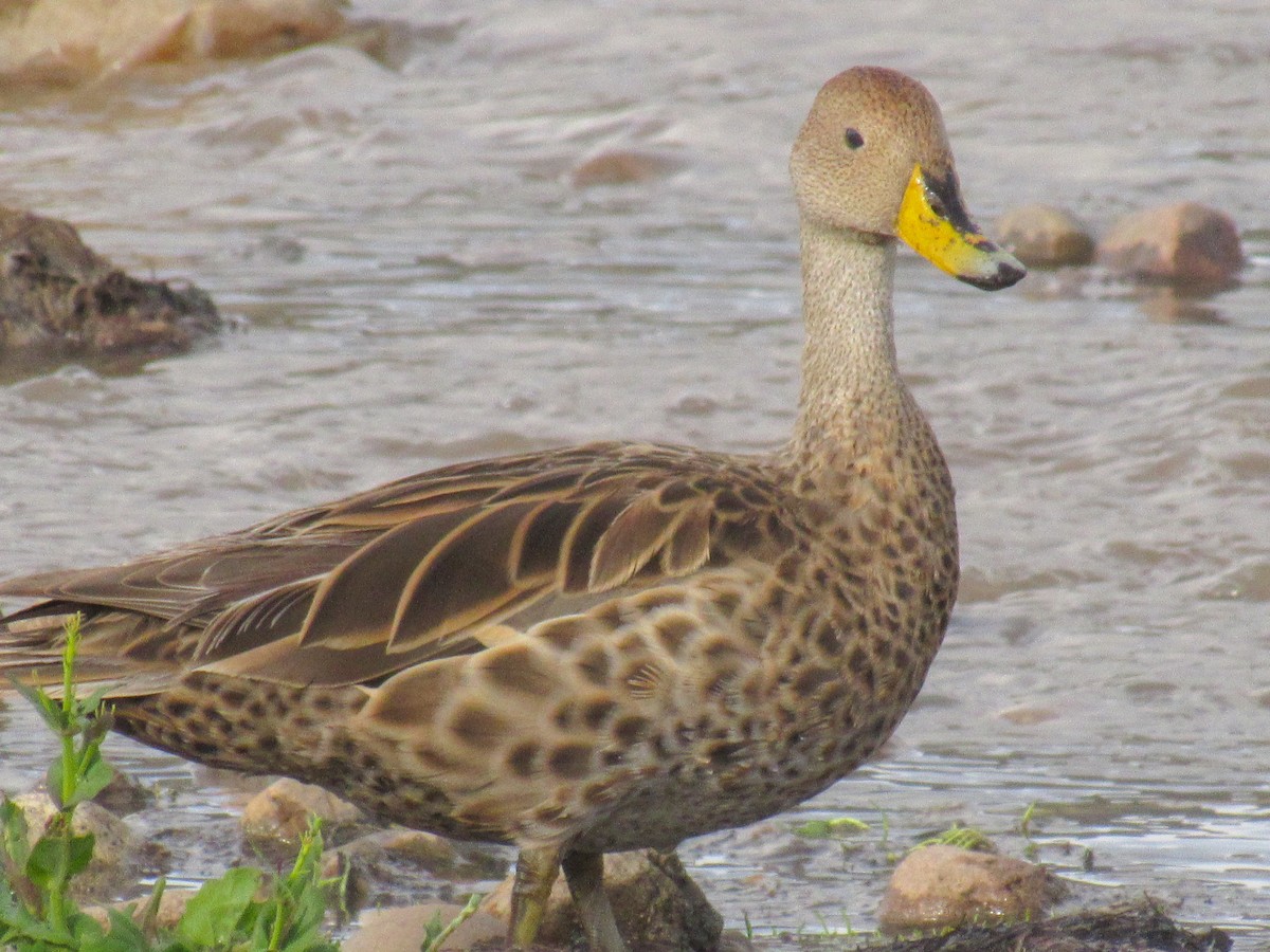 Yellow-billed Pintail - ML632454170