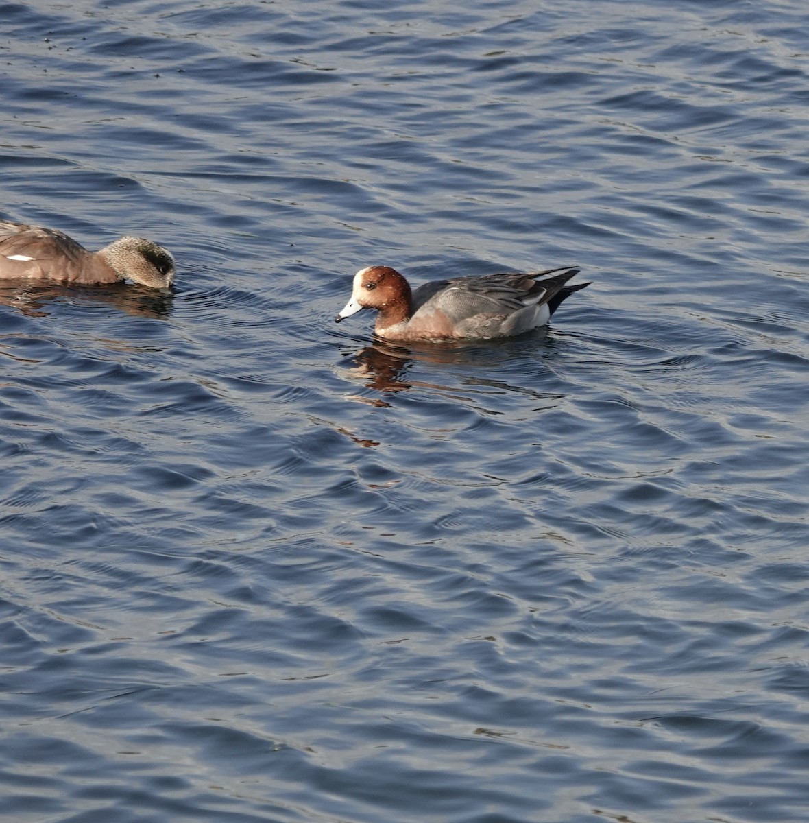 Canard siffleur - ML632454338