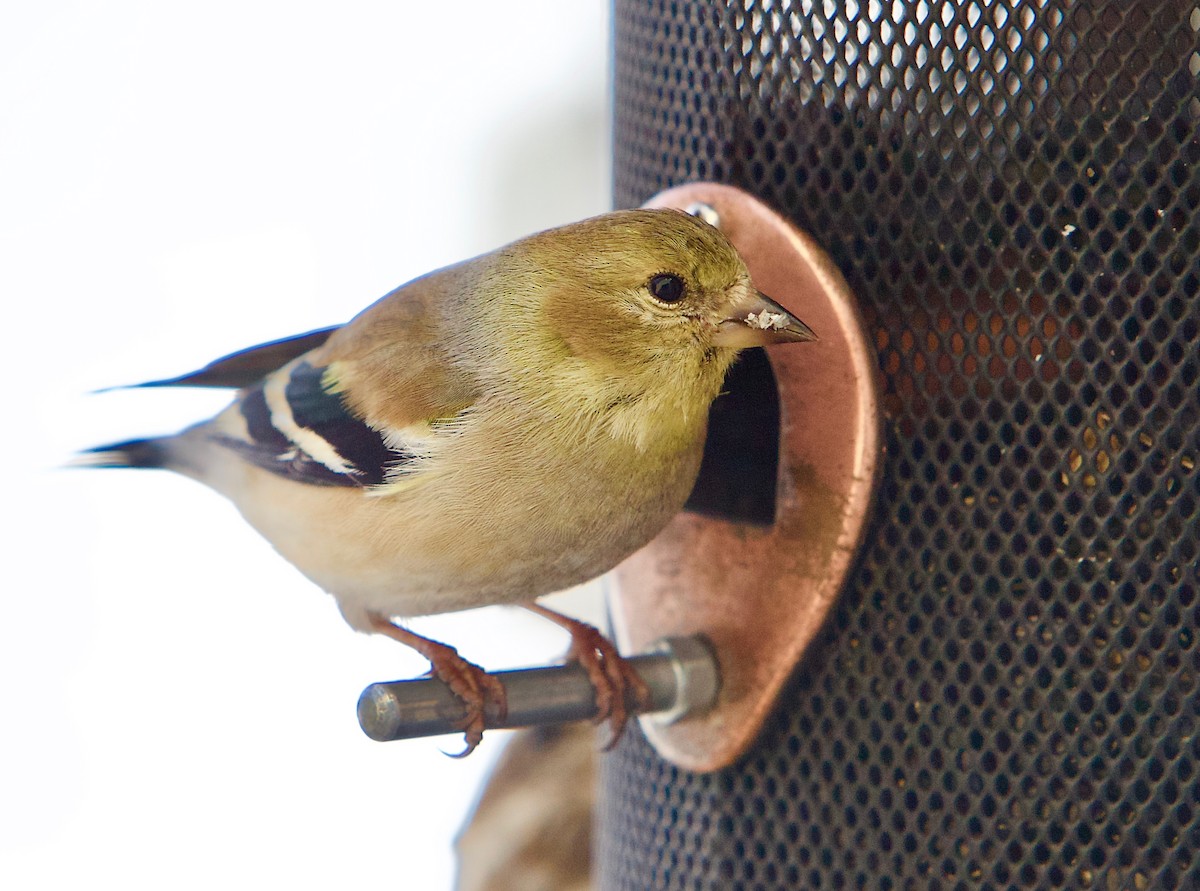 American Goldfinch - ML632454348