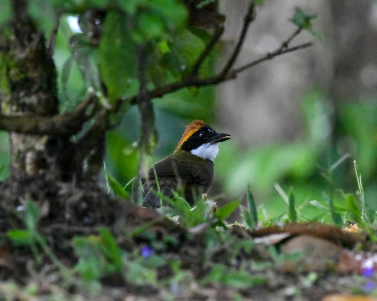 Chestnut-capped Brushfinch - ML632454504