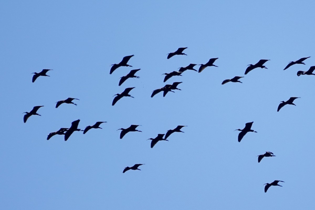 Glossy Ibis - ML632454638