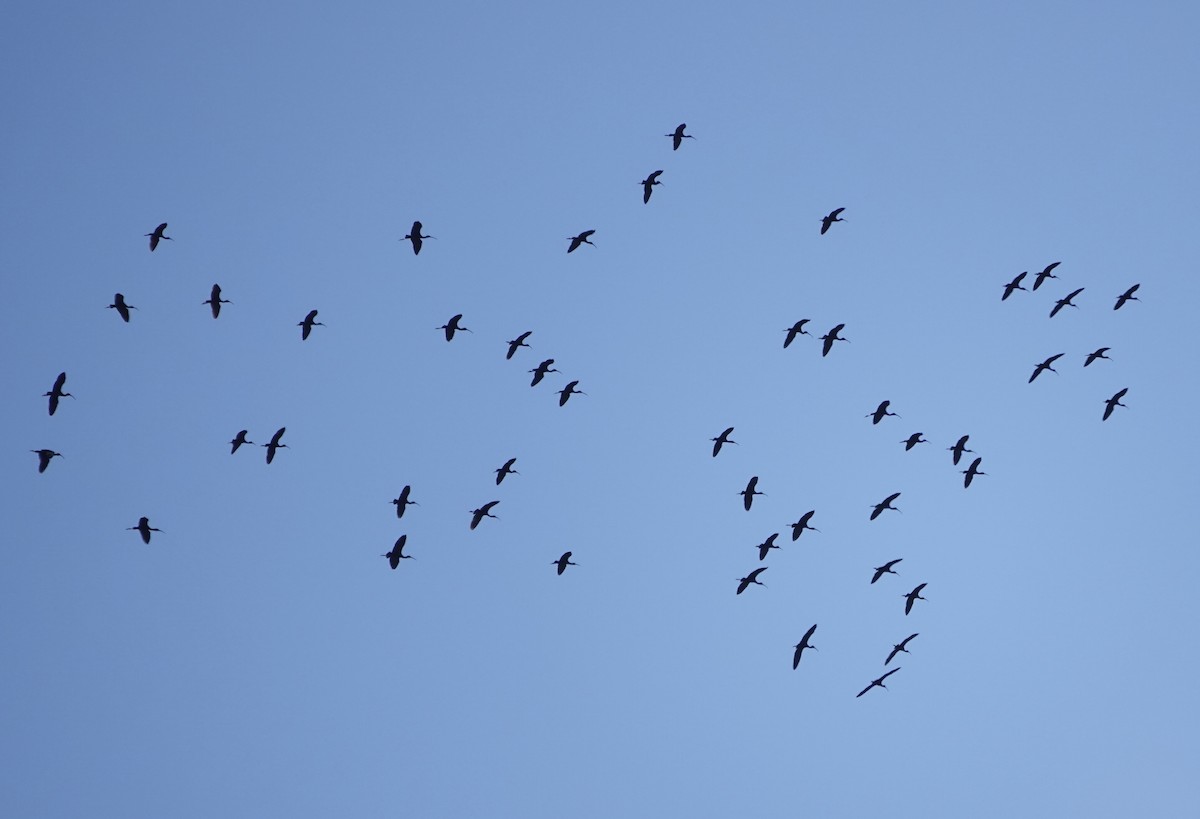 Glossy Ibis - ML632454639