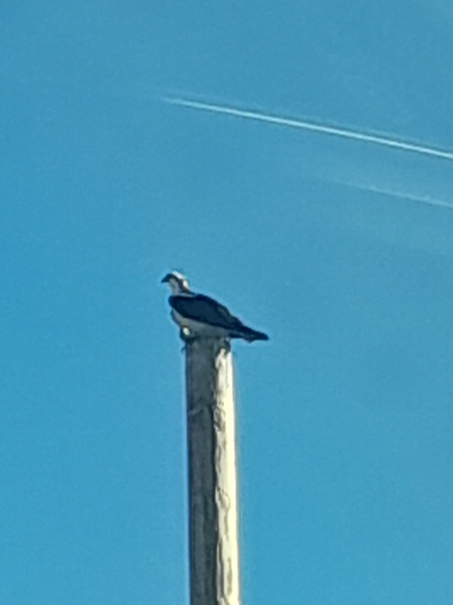 Osprey - ML632454641