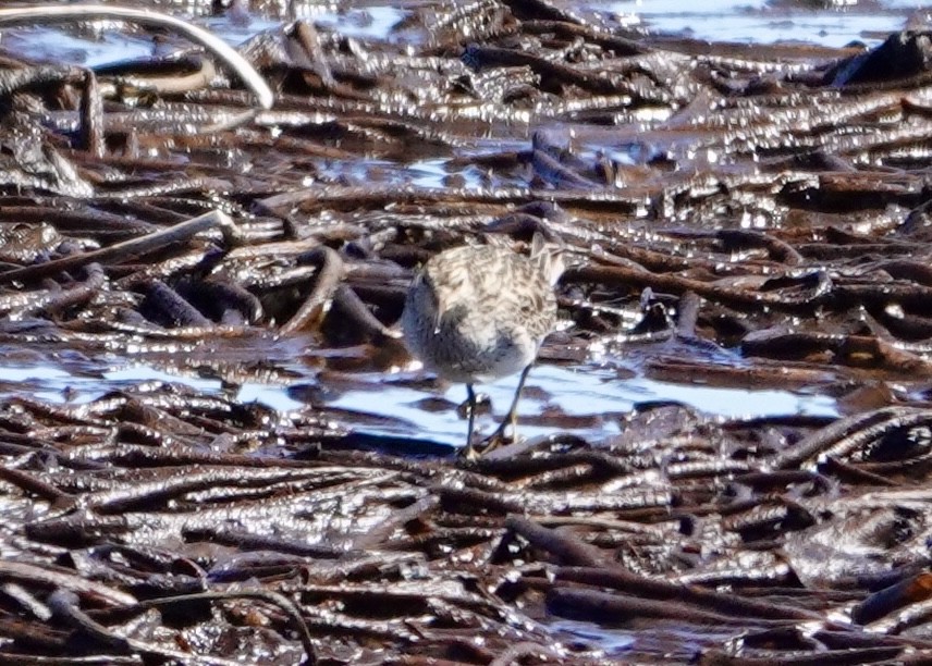 Pectoral Sandpiper - ML632454674