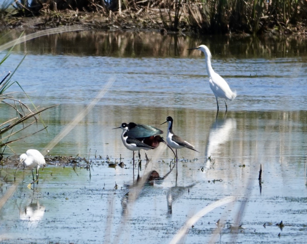 Black-necked Stilt - ML632454690