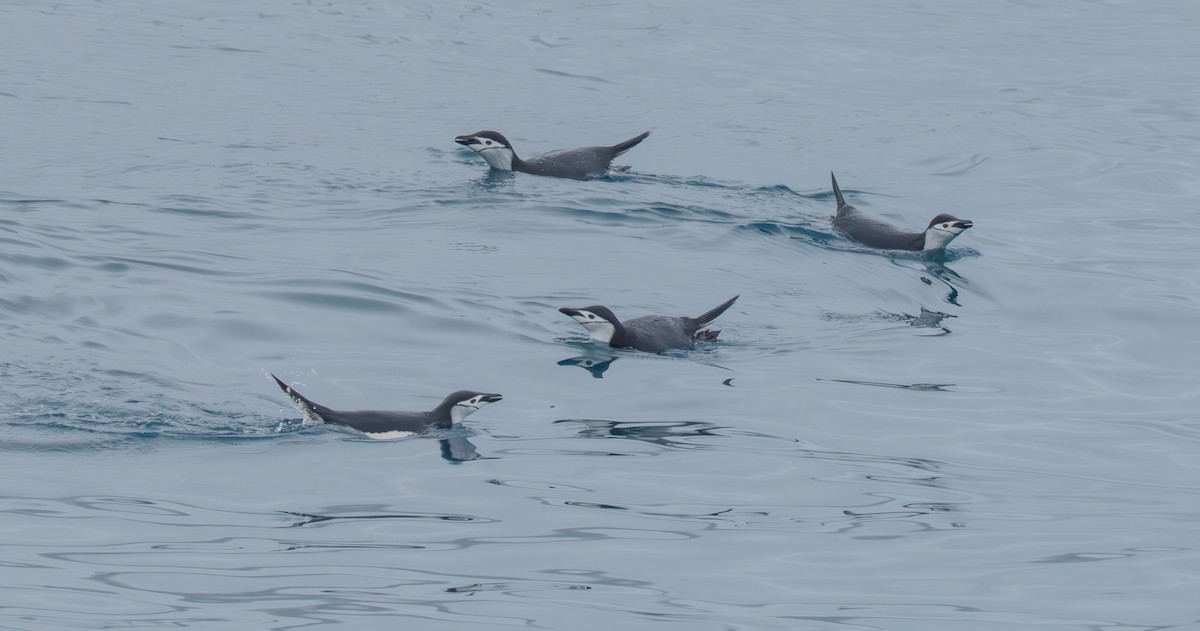 Chinstrap Penguin - ML632454691
