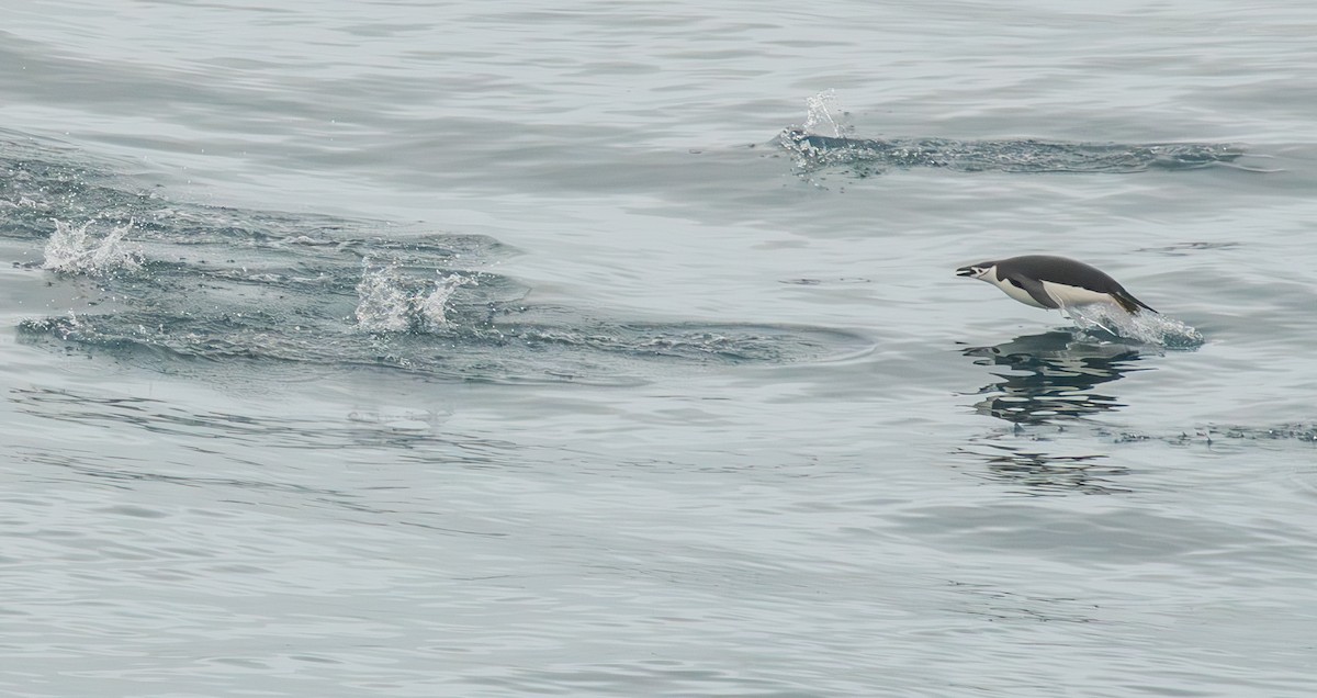 Chinstrap Penguin - ML632454850