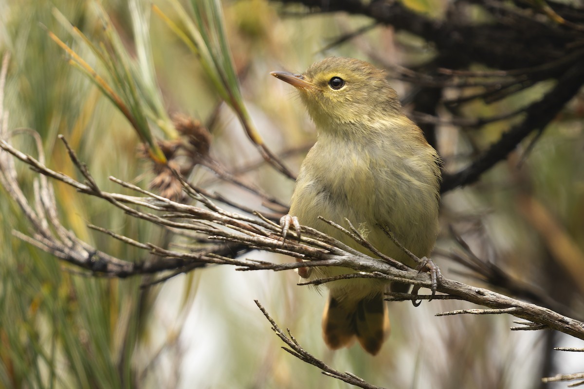 Chatham Islands Gerygone - ML632454868