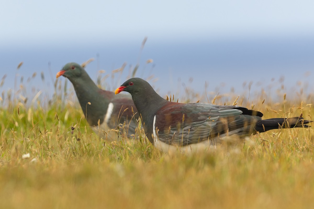 Chatham Islands Pigeon - ML632454912