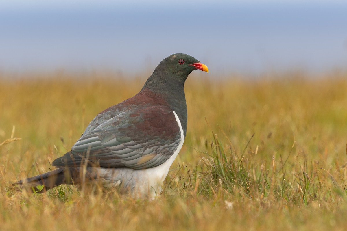 Chatham Islands Pigeon - ML632454913