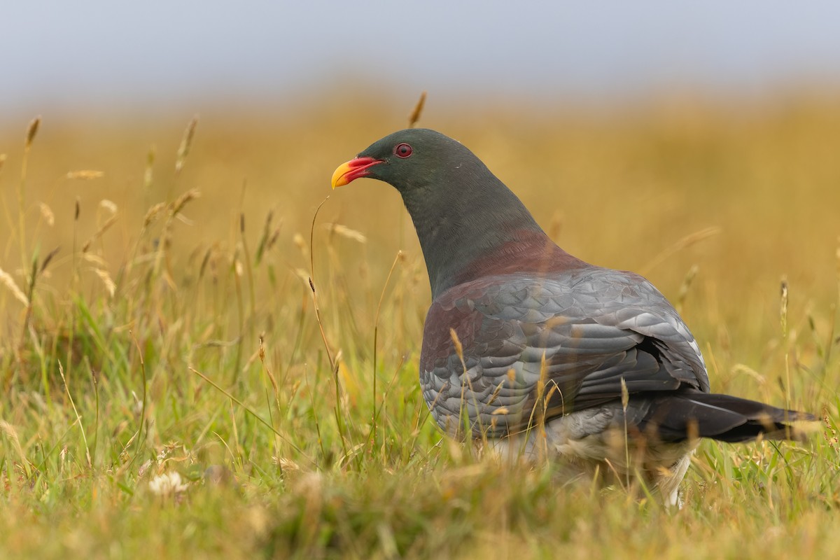 Chatham Islands Pigeon - ML632454914