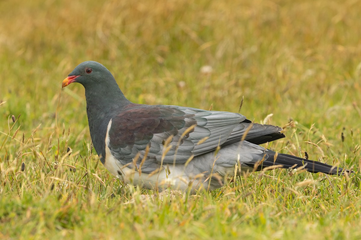 Chatham Islands Pigeon - ML632454915