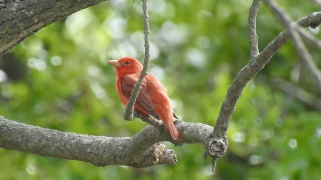 Summer Tanager - ML632455172