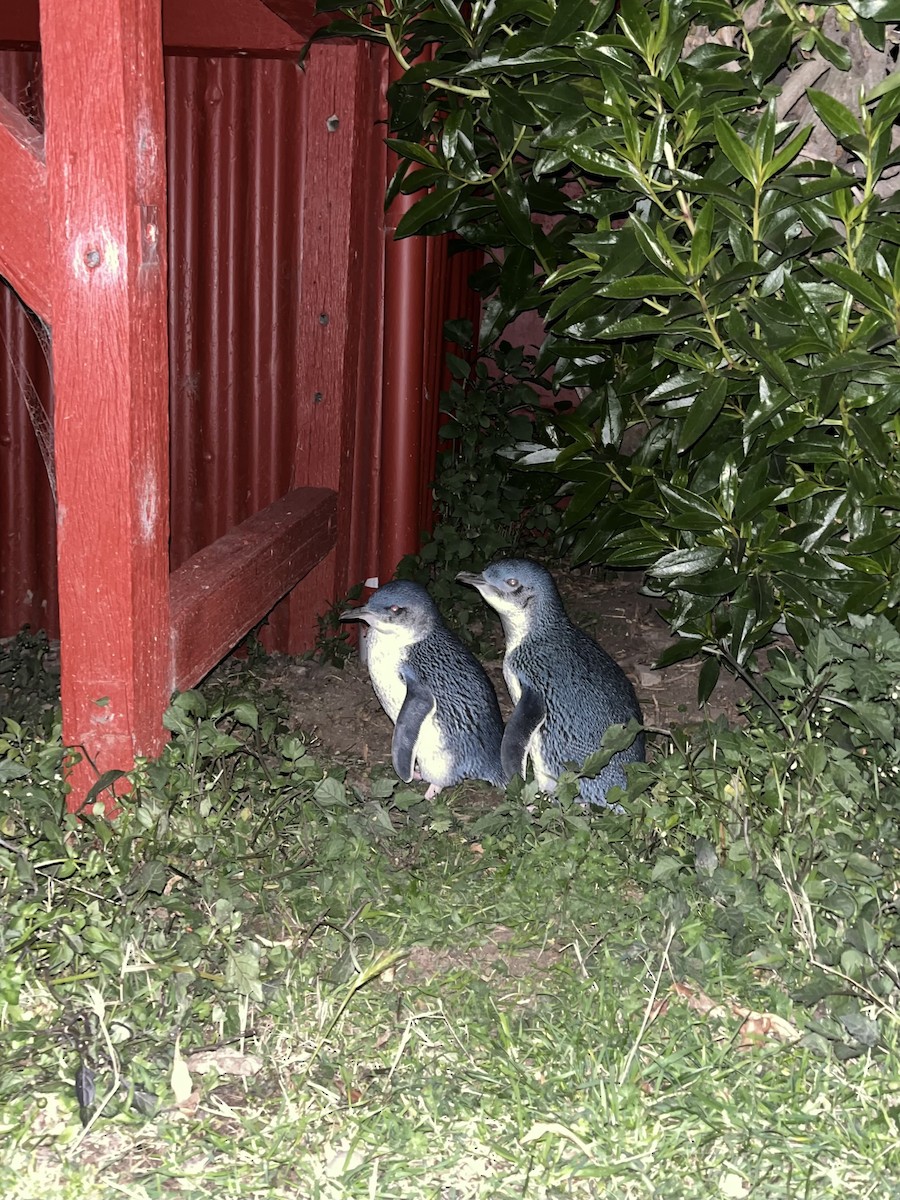 Pingüino Enano - ML632455212