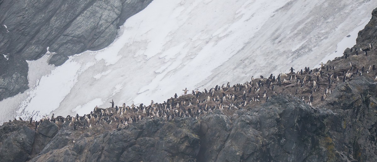 Chinstrap Penguin - ML632455346